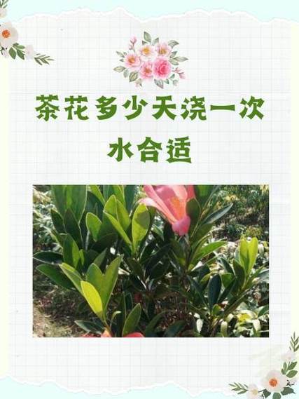 茶花几天浇一次水合适