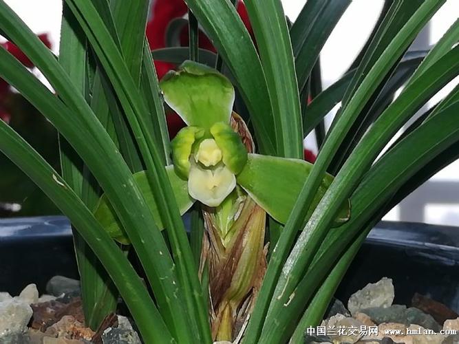 兰花交易网登录入口