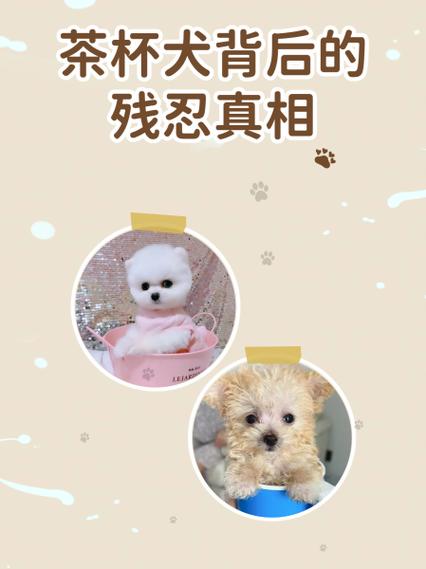 茶杯犬拉屎吗 茶杯犬拉屎吗
