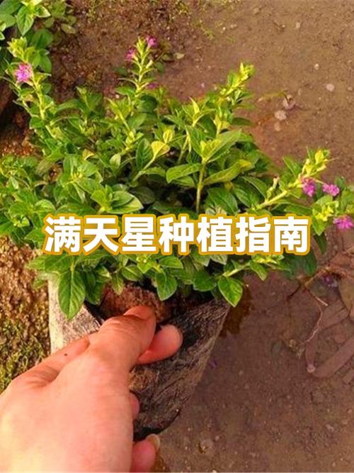满天星价格多少钱一束