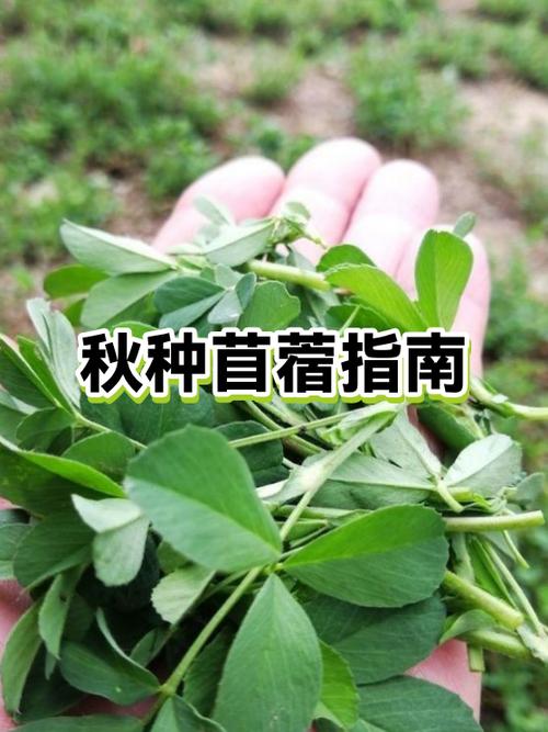 苜蓿草怎么种