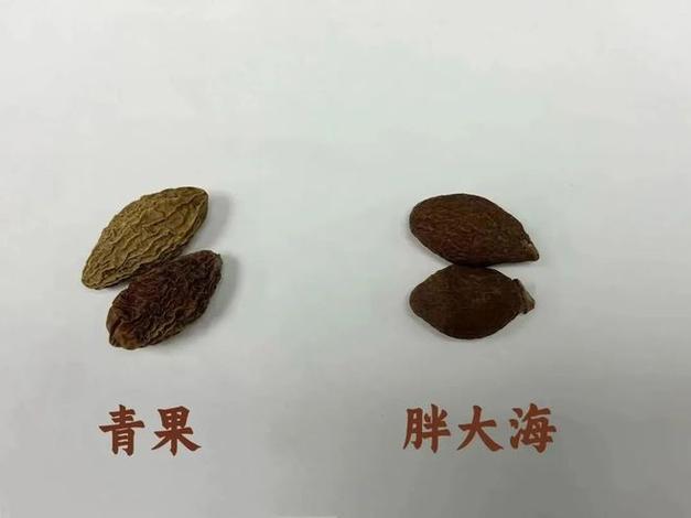 胖大海与罗汉果的区别