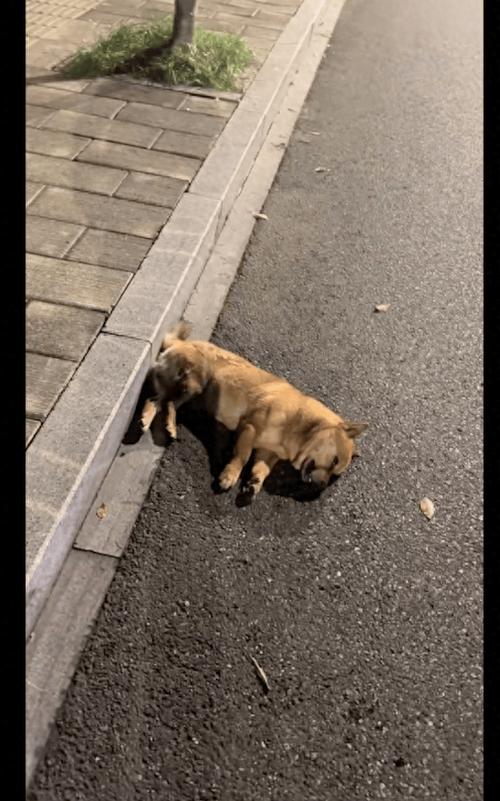 流浪狗不见了是因为什么