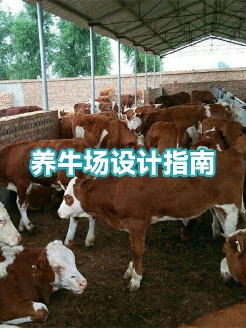 养牛场建设规划设计方案截图2