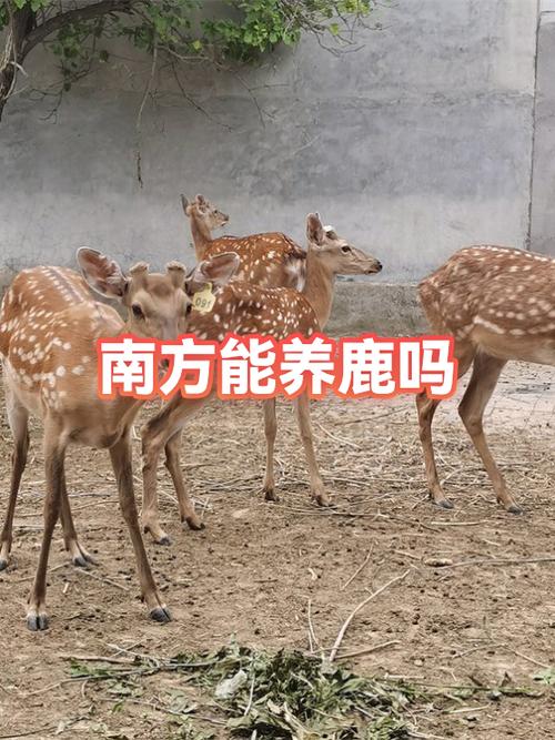 养鹿10只投资多少钱