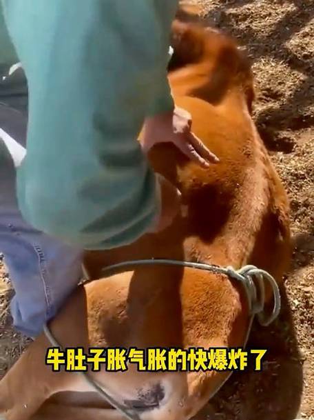牛肚子胀怎么办最快的方法