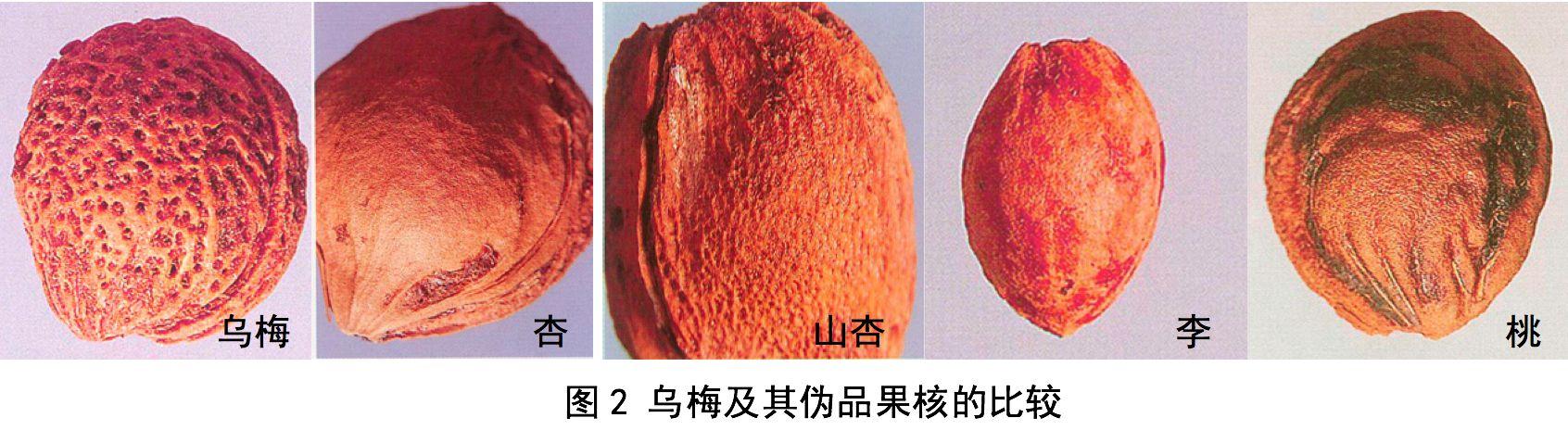 乌梅图片及鉴别方法