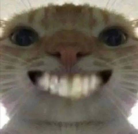 猫咪开心的表情包