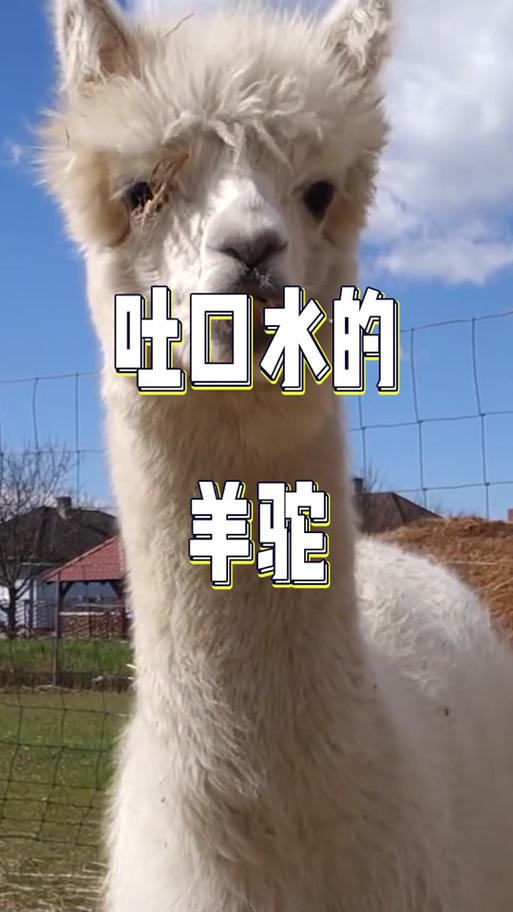 被羊驼吐口水有事吗