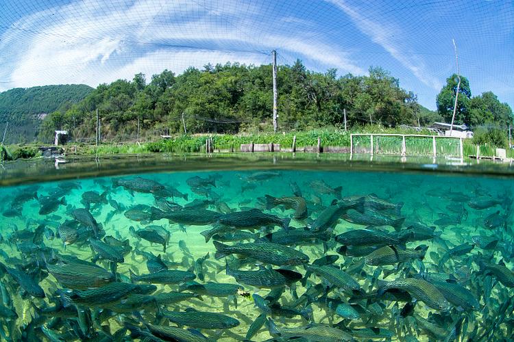 惠水养鱼场