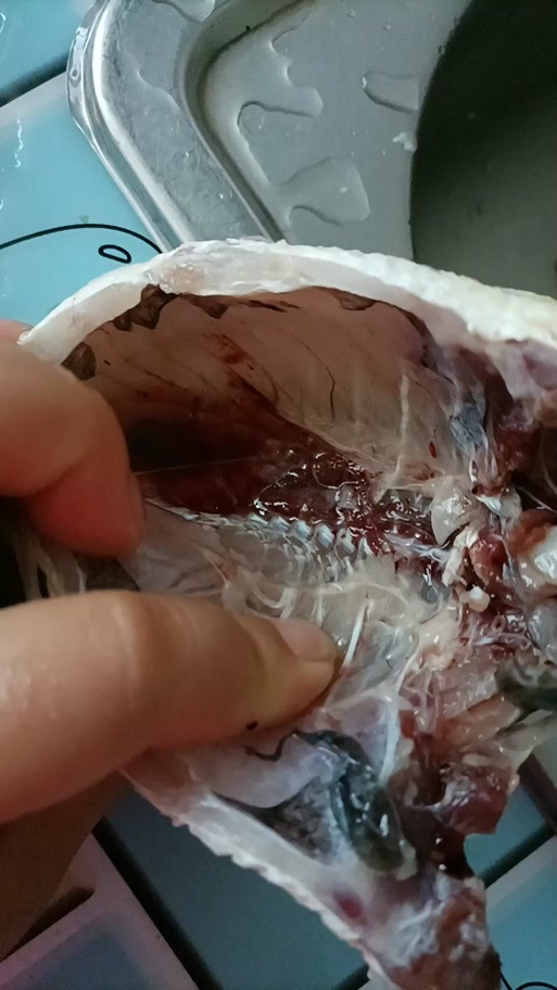 小红鱼变黑了怎么回事截图2