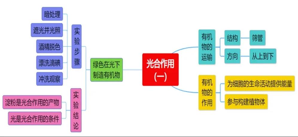 植物的光合作用思维导图