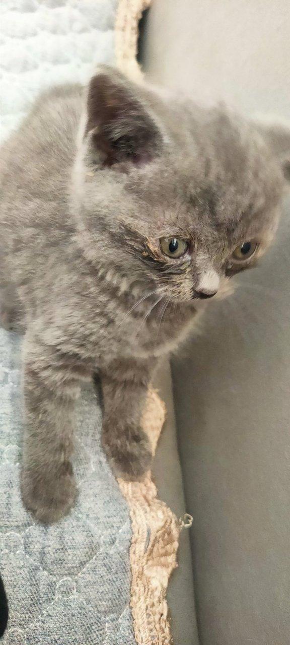 猫鼻支最明显的症状 猫鼻支最明显的症状