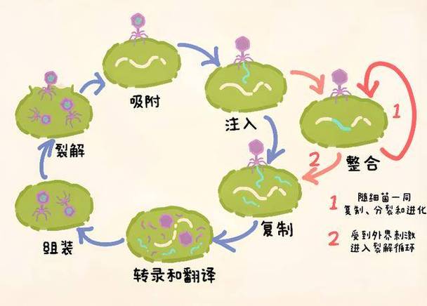 噬菌体对人体有害吗截图1