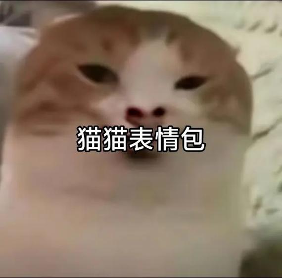 猫咪表情包软件有哪些