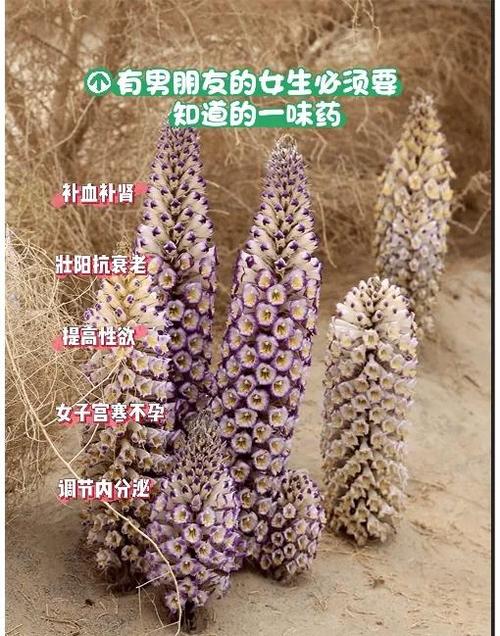 三种人不宜吃苁蓉 三种人不宜吃苁蓉