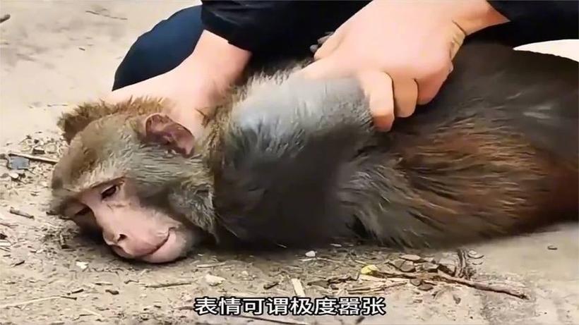 南边来了一只猴
