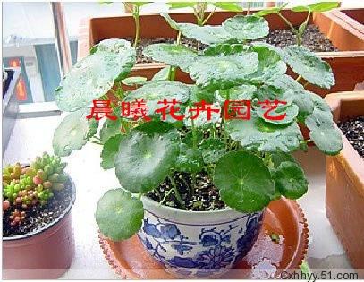 卖植物花卉赚钱吗