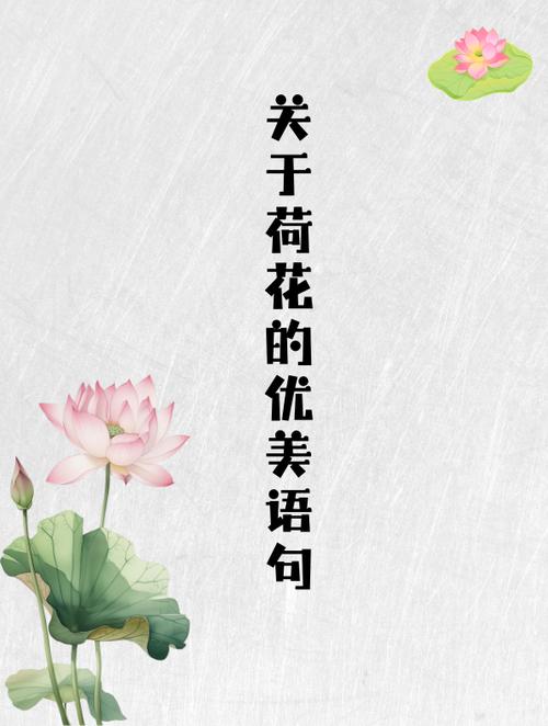 荷花图片文案截图1