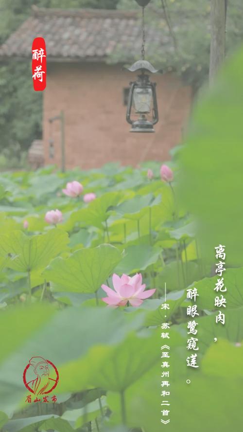 荷花图片文案截图3