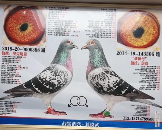 塞德里克是纯血还是混血