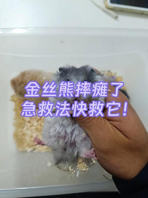 仓鼠后腿瘫痪还能活吗