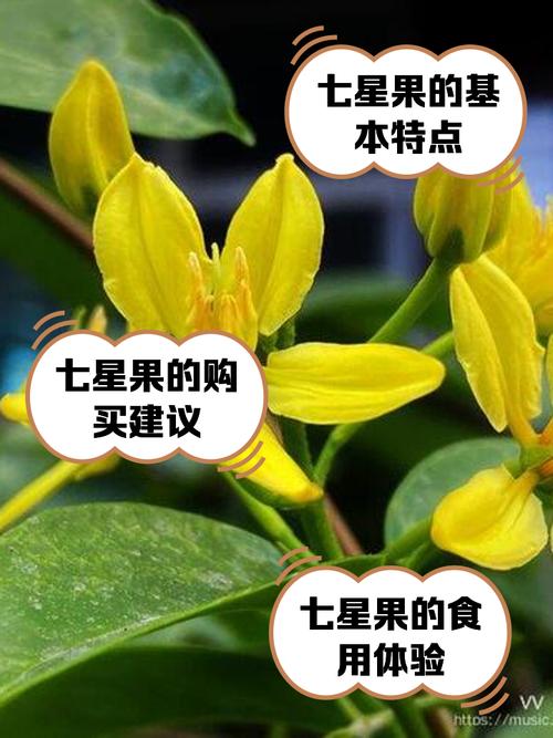 七果是什么意思