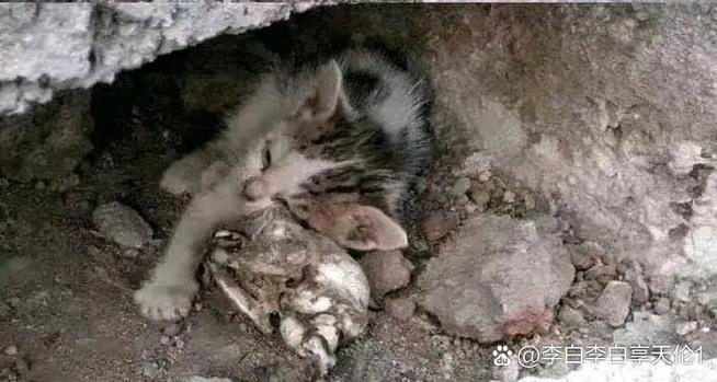 流浪母猫会遗弃小猫么