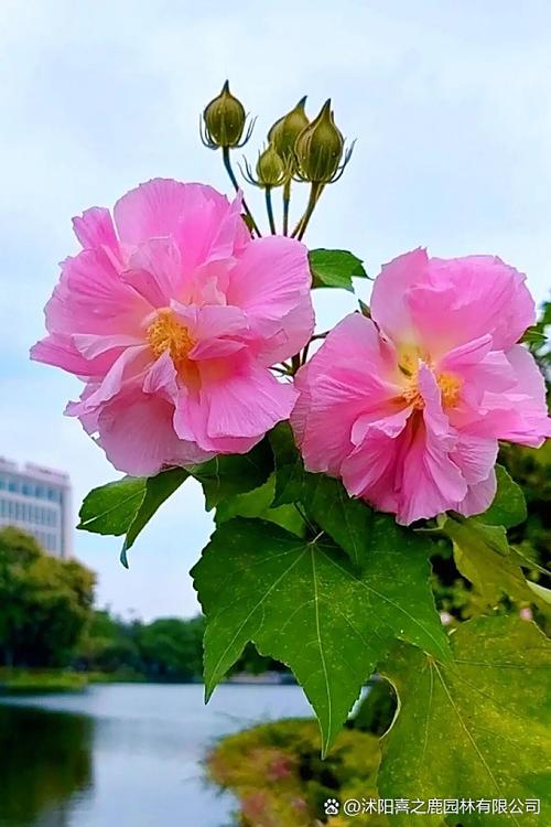 有五个公主一个叫花颜一个叫花艳的