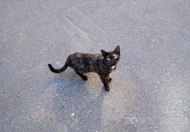 流浪猫在门口站着