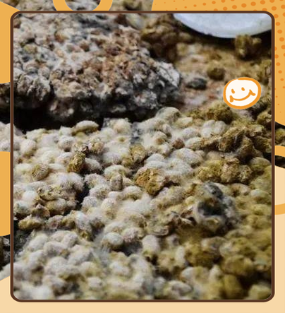 黄豆酱的制作方法视频教程