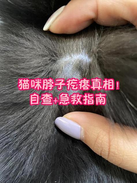 猫身上长了一个肉疙瘩凸起