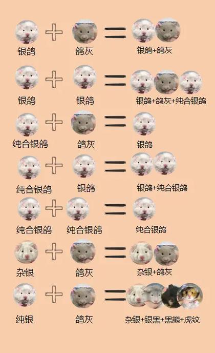 如何养金丝熊