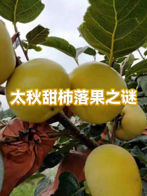 锦绣海棠果和鸡心果一样吗