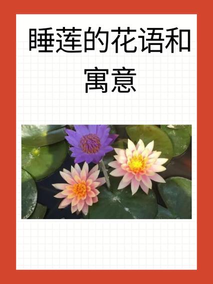 睡莲花花语代表什么意思