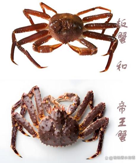 帝王蟹板蟹区别