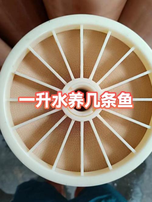 100升水鱼缸能养多少鱼