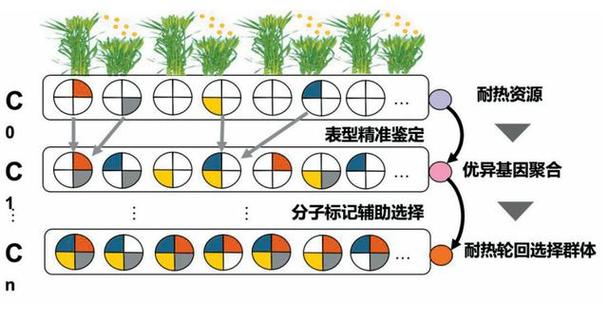 标记辅助选择方法