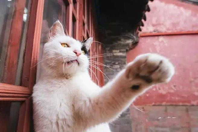 故宫里的猫