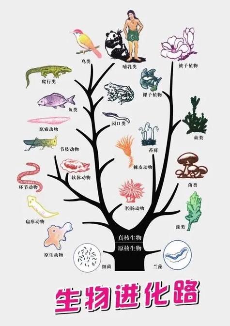 生物进化的方式有哪些