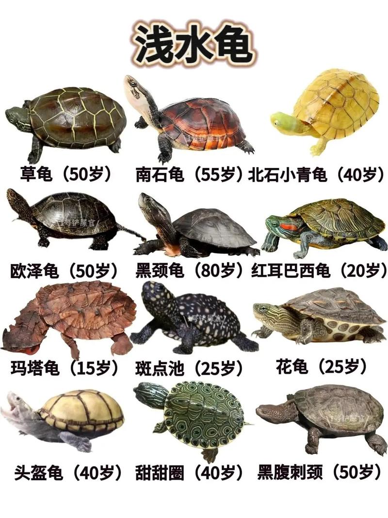 各种乌龟图片