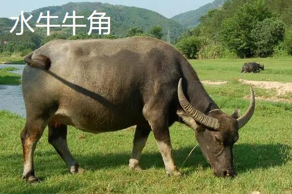 水牛角好还是黄牛角好