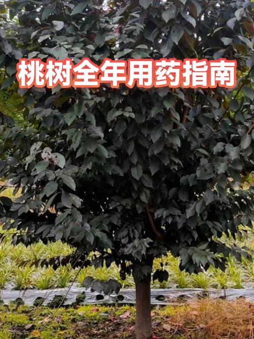 桃树全年用药表截图1