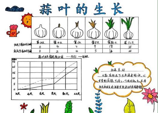 蒜苗成长过程图片 记录表