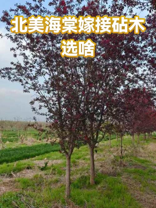 海棠嫁接树一览表