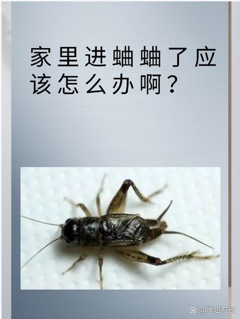 怎么把蛐蛐赶出房间 怎么把蛐蛐赶出房间