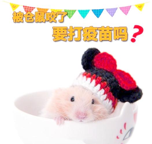 仓鼠咬一下有事吗?