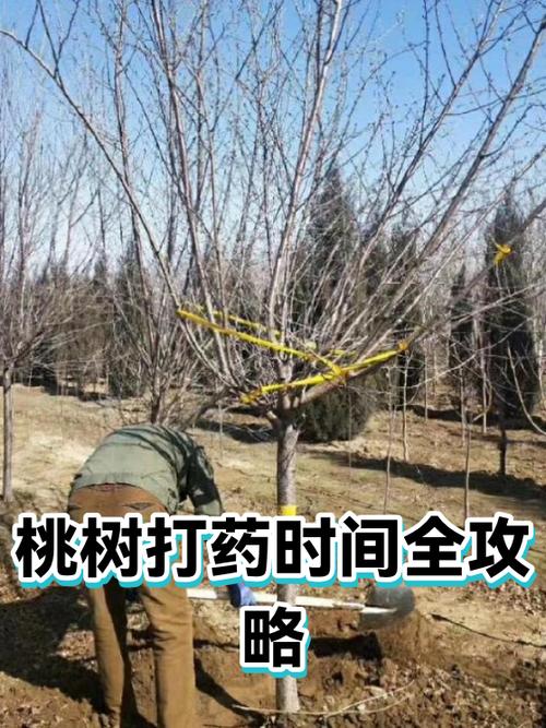 桃树全年打药时间一览表