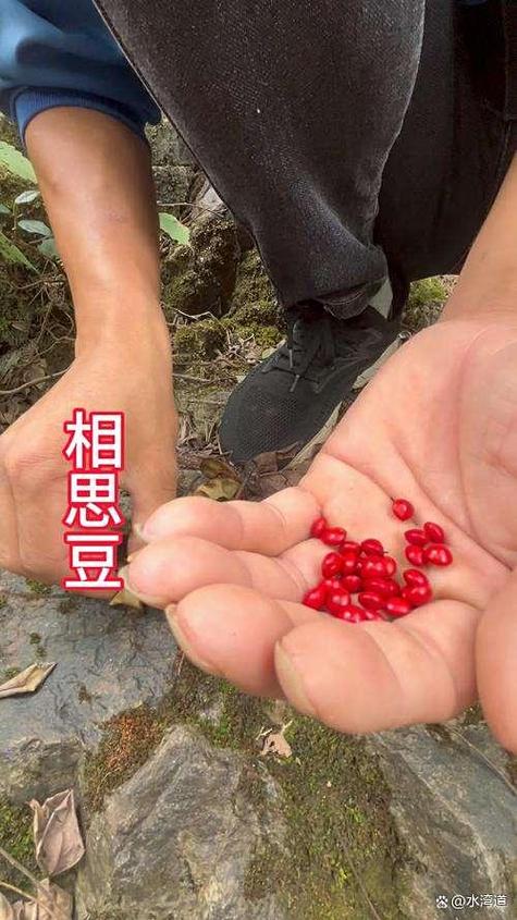 红豆是相思豆吗 红豆是相思豆吗