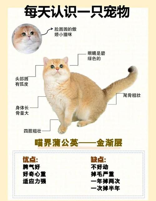 长毛金渐层猫多少钱一只